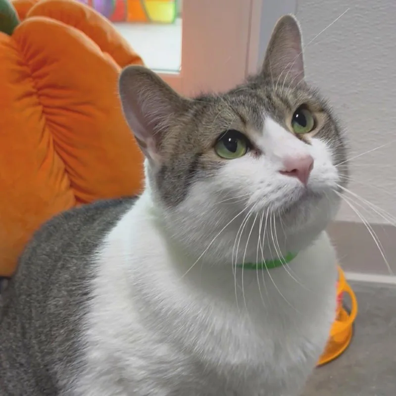 An adult extra large-sized male Gray / Blue / Silver Domestic Short Hair cat named Toby for adoption in Clearwater, FL
