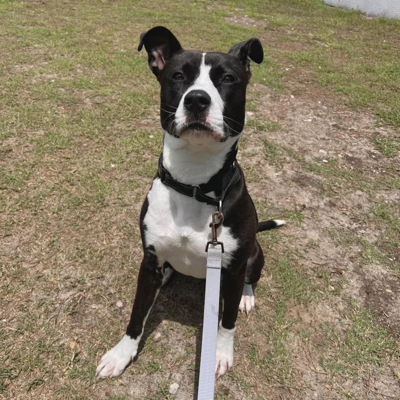 A young medium-sized female Black Mixed Breed dog named Sassy for adoption in Jacksonville, FL