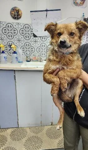 Rango