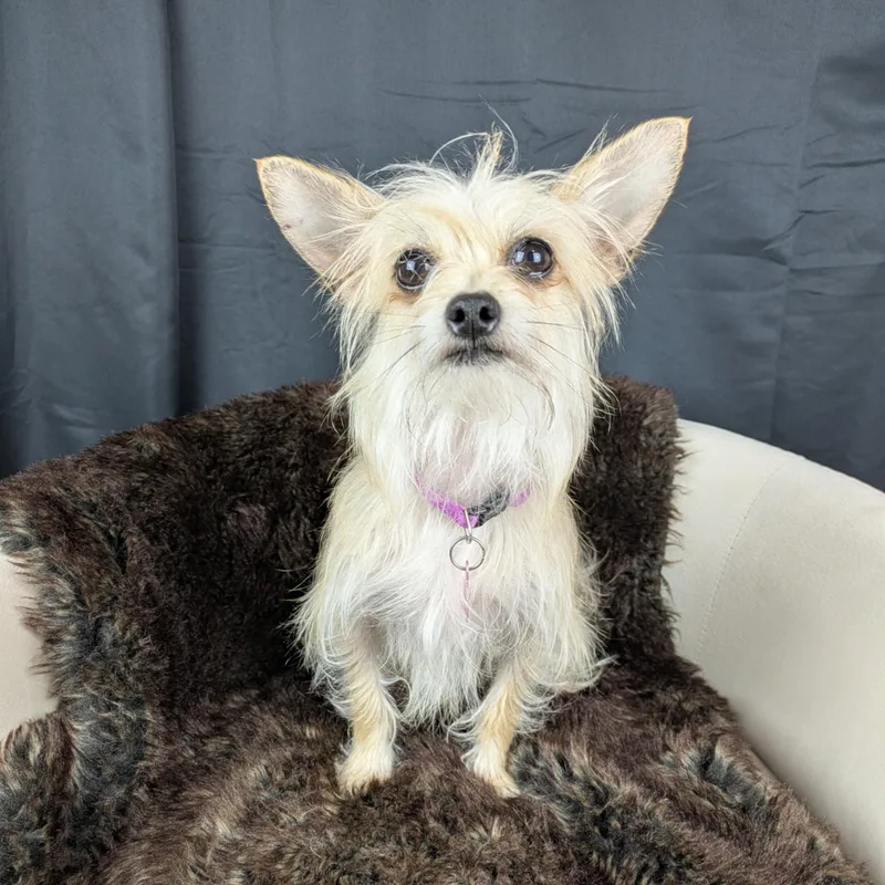 Lucy thumbnail 3