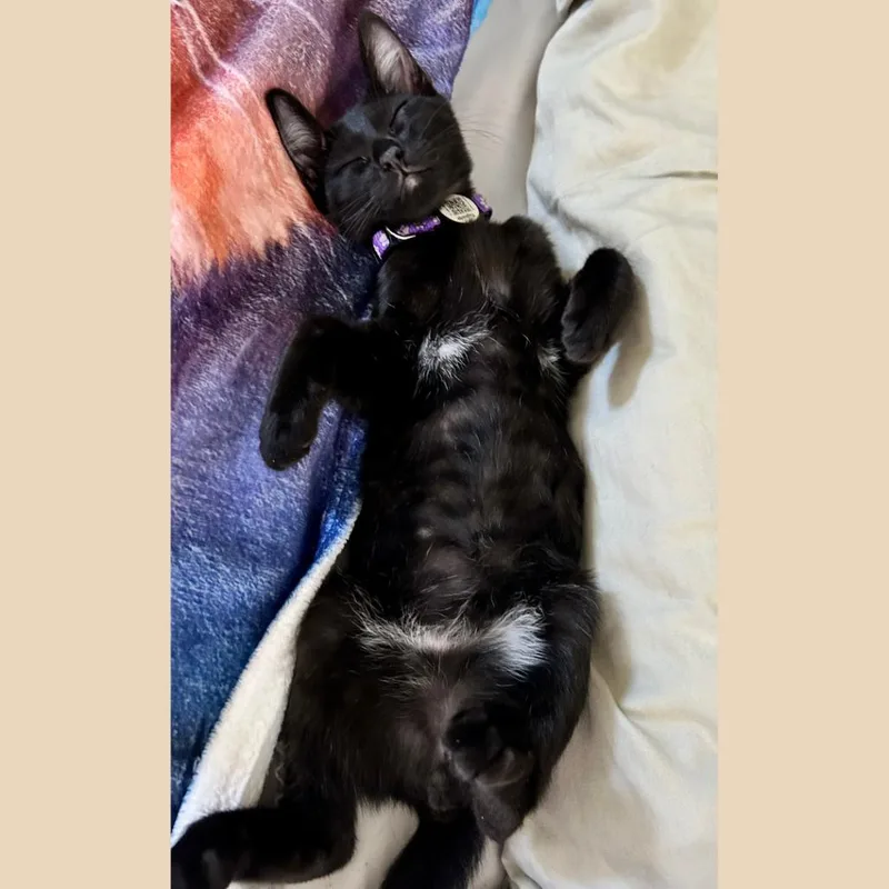 A baby small-sized male Black Domestic Medium Hair cat named Batman for adoption in Pleasant Hill, CA