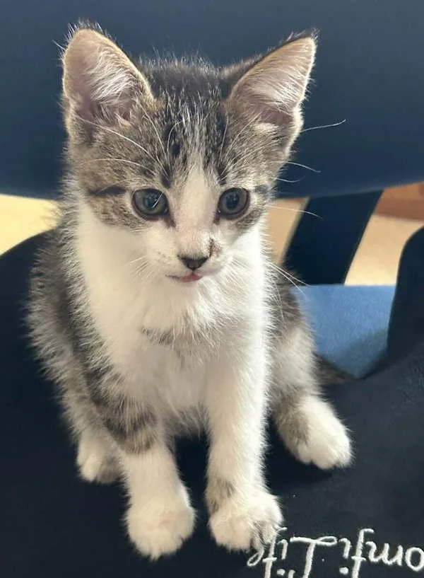 A baby small-sized male Domestic Short Hair cat named Pepper for adoption in Salt Lake City, UT