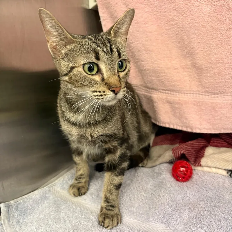 A young medium-sized female Brown / Chocolate Domestic Short Hair cat named Sabine for adoption in Pittsburgh, PA