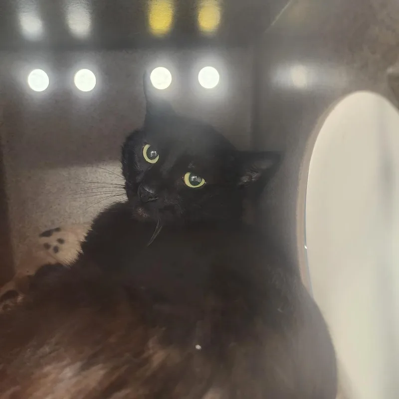 An adult medium-sized male Black Domestic Short Hair cat named Toothless for adoption in Evensville, TN