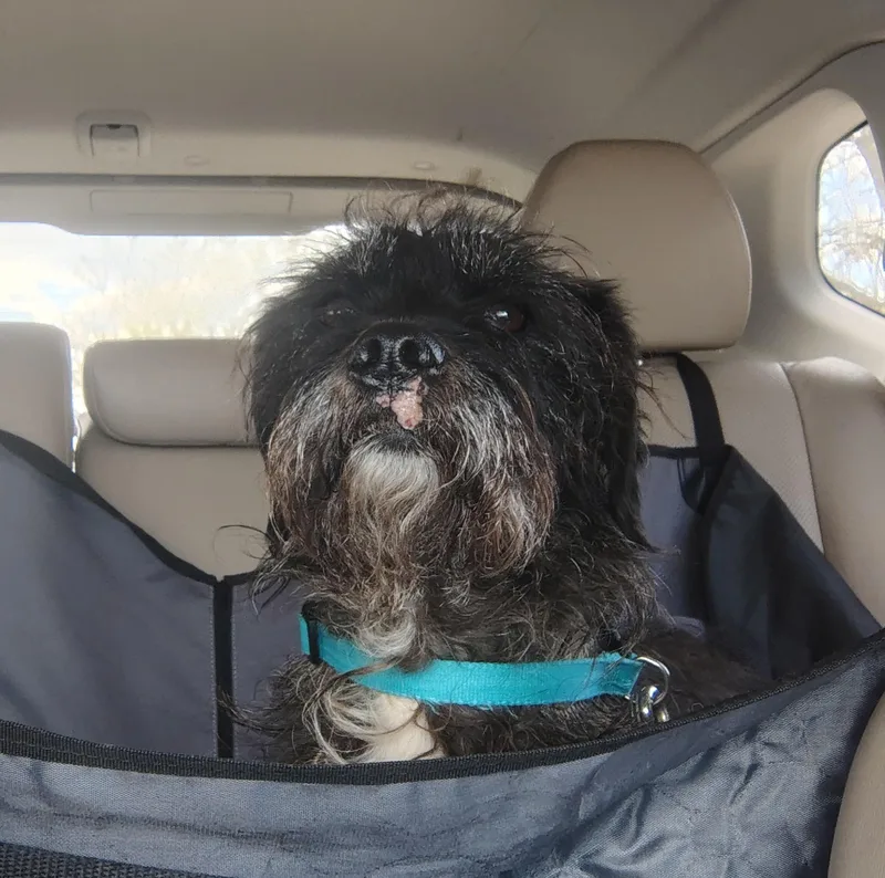 A senior medium-sized male Black Wirehaired Terrier dog named Waldo for adoption in Rockwell City, IA