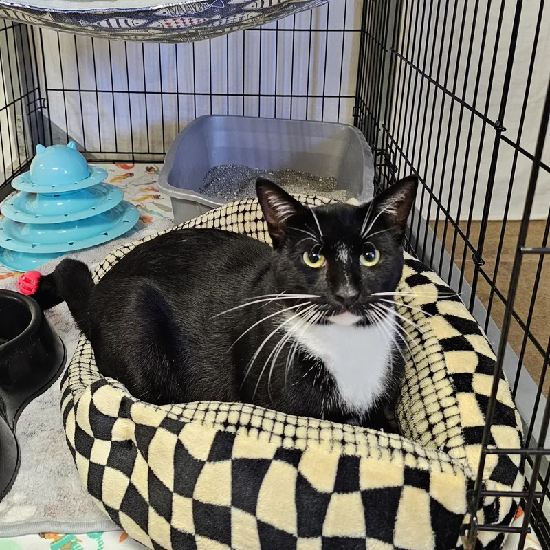 An adult medium-sized male Black & White / Tuxedo Domestic Short Hair cat named Tux for adoption in Searcy, AR