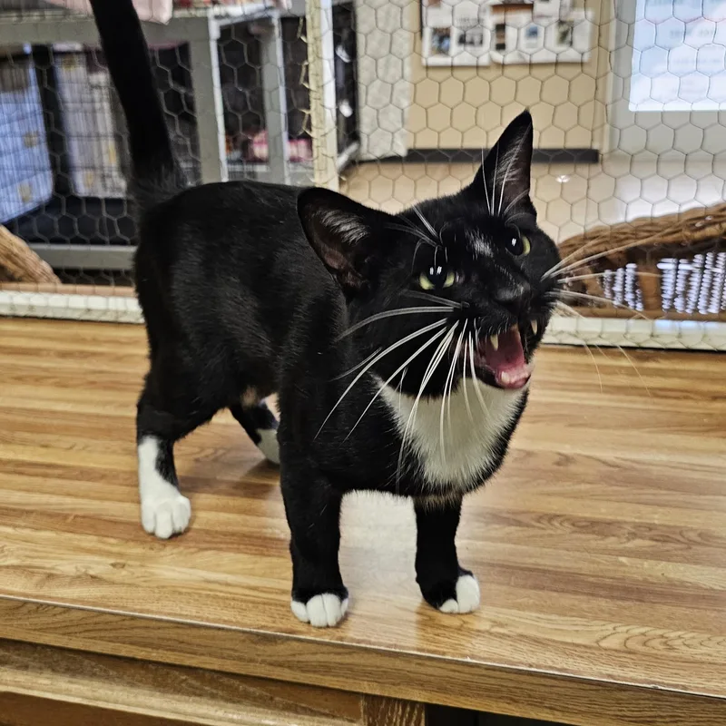 Tux thumbnail 4