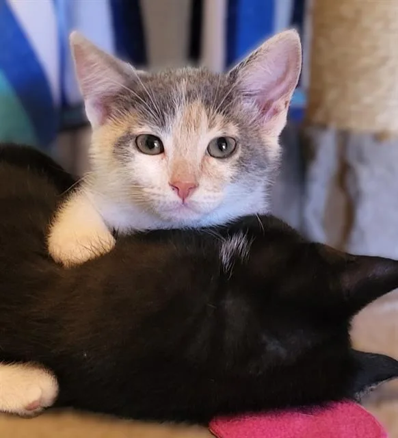 A baby small-sized female Domestic Short Hair cat named Buttercup for adoption in Sacramento, CA