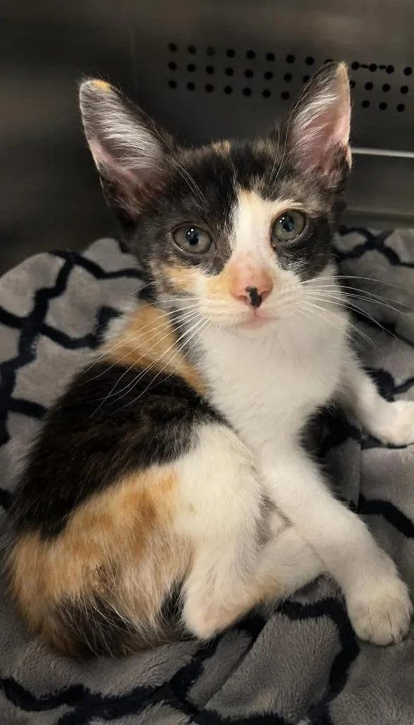 A baby large-sized female Domestic Short Hair cat named Buckshot for adoption in Columbia, TN