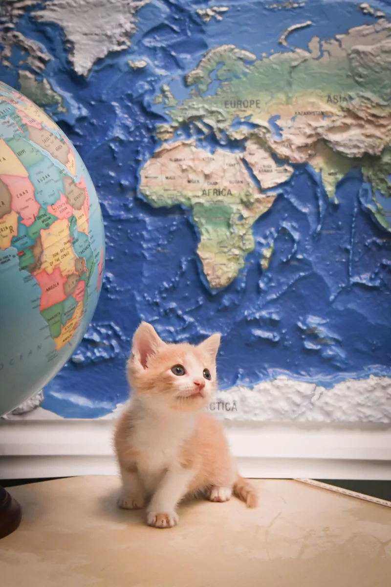 A baby medium-sized male Domestic Short Hair cat named Dallas for adoption in Port Washington, WI