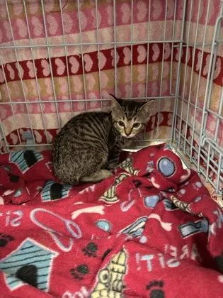 A baby small-sized female Domestic Short Hair cat named Cashew for adoption in Gainesville, FL