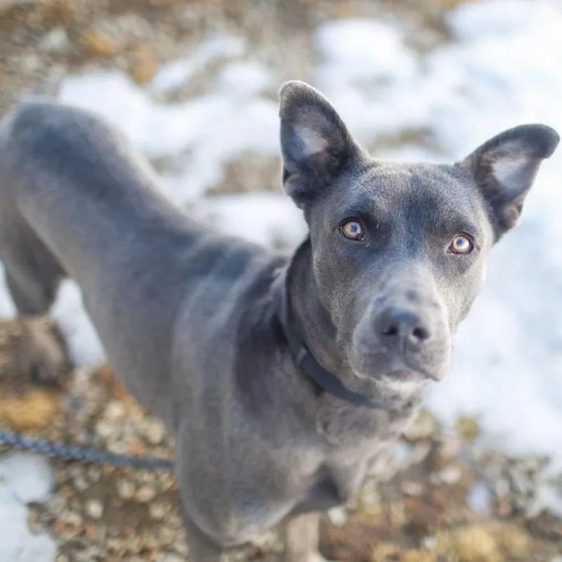 An adult medium-sized female Gray / Blue / Silver Mixed Breed dog named Milly Noon for adoption in Dover, NH
