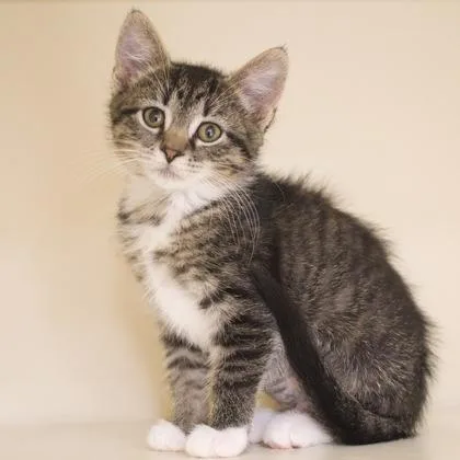 A baby small-sized female Domestic Short Hair cat named Eclair for adoption in Verona, WI