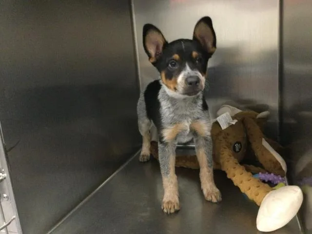 A baby small-sized male Australian Shepherd dog named Forrest Gump for adoption in Thousand Palms, CA