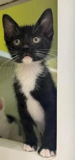 A baby medium-sized female Domestic Short Hair cat named Martini for adoption in Fort Myers, FL