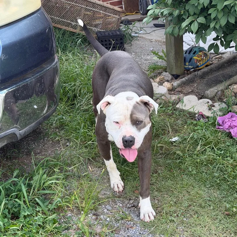 An adult large-sized male Pit Bull Terrier dog named Ford for adoption in Smithville, TN