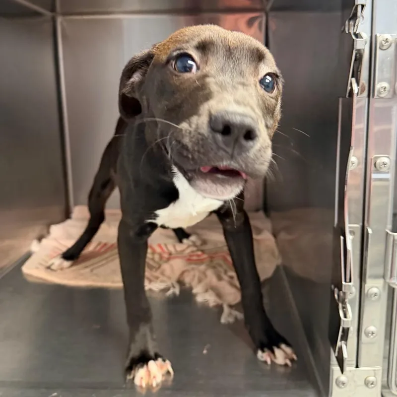 A baby medium-sized female Black Mixed Breed dog named Paradise for adoption in Martinsville, VA