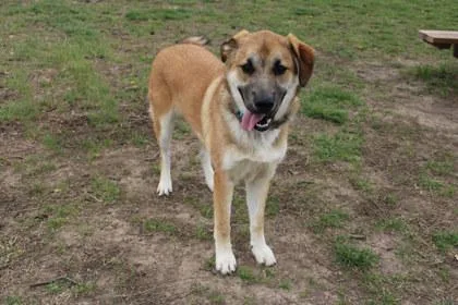An adult large-sized male Shepherd dog named Thatcher for adoption in Kansas City, MO