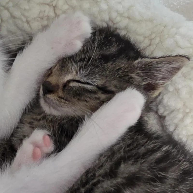 A baby small-sized male Gray / Blue / Silver Domestic Short Hair cat named Syrup for adoption in Camden, DE