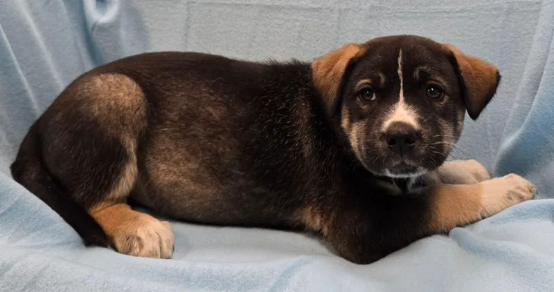 A baby medium-sized male Husky dog named Richie for adoption in Murphysboro, IL