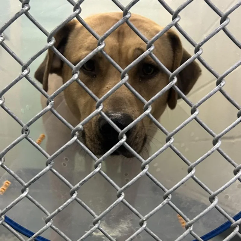 An adult large-sized female Yellow / Tan / Blond / Fawn Yellow Labrador Retriever dog named Iris for adoption in Tacoma, WA