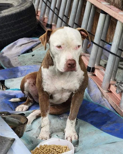 A young medium-sized female American Staffordshire Terrier dog named Kira for adoption in San Antonio, TX