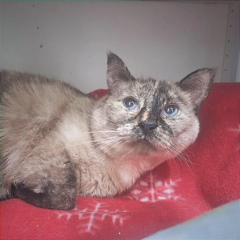 An adult medium-sized female Gray / Blue / Silver Siamese cat named Winter for adoption in Albert Lea, MN