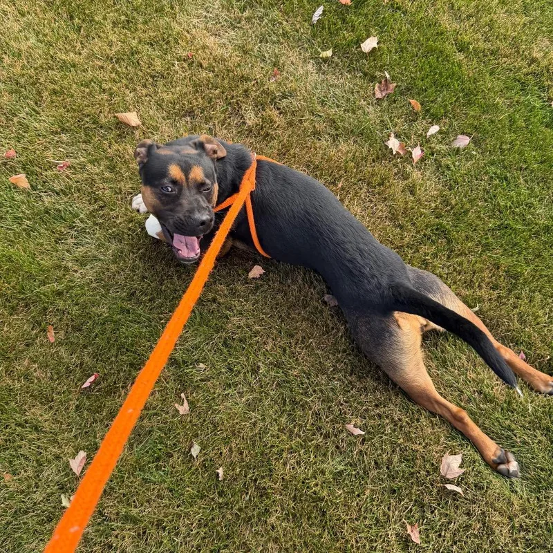 An adult medium-sized female Mixed Breed dog named Daisy for adoption in Spokane, WA