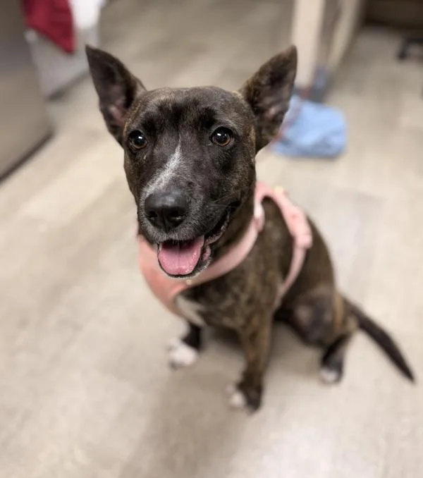 An adult medium-sized female Pit Bull Terrier dog named Chikis for adoption in San Diego, CA