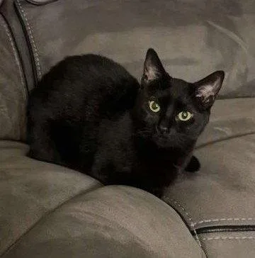 An adult medium-sized female Black Domestic Short Hair cat named Thea for adoption in Sullivan, IN