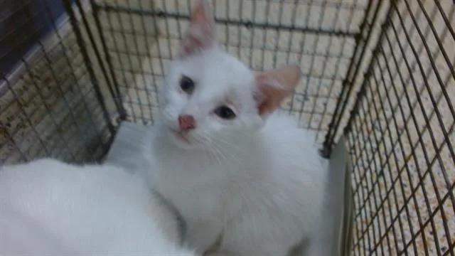 A baby small-sized female Domestic Short Hair cat named Ariana for adoption in Miami, FL