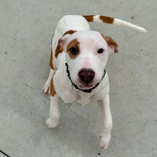 A young small-sized female White / Cream Mixed Breed dog named Shauna for adoption in Matteson, IL