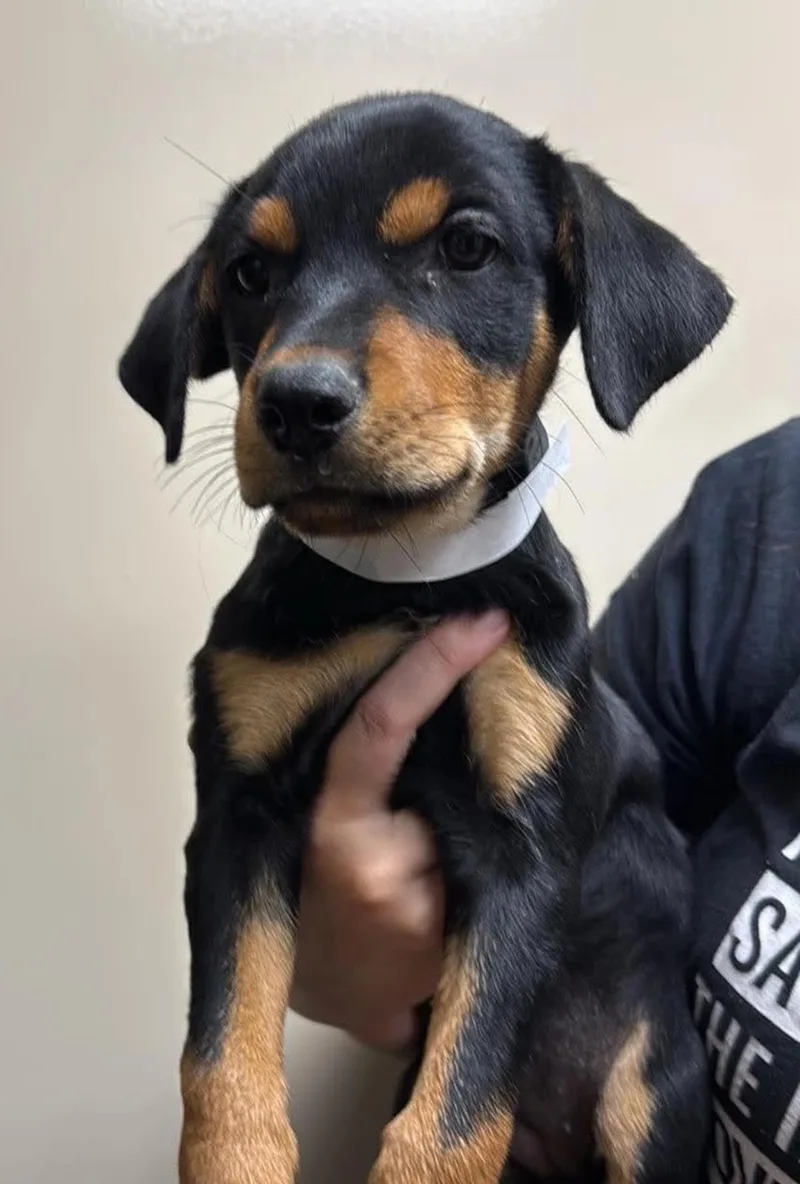 Found stray: Tulip