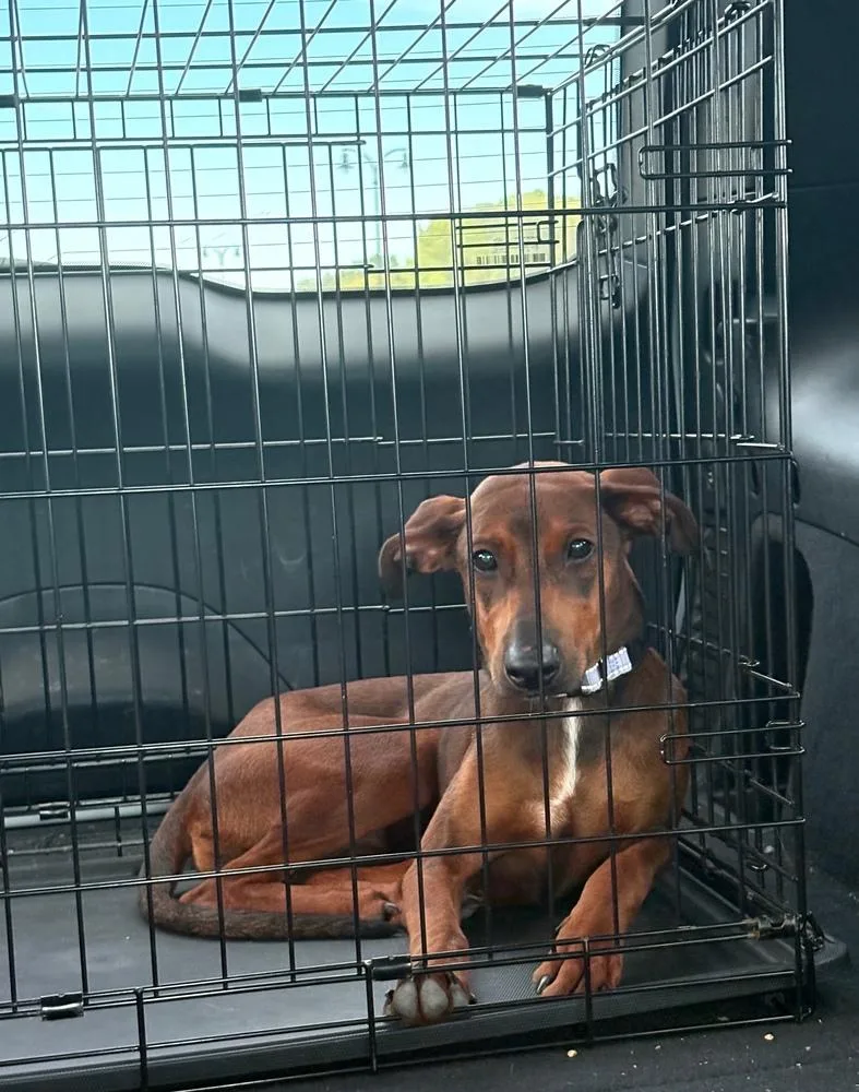 A baby medium-sized female Tricolor (Brown, Black, & White) Doberman Pinscher dog named Monica for adoption in Plymouth, MN