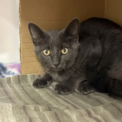 A baby small-sized female Domestic Short Hair cat named Kona for adoption in Voorhees, NJ