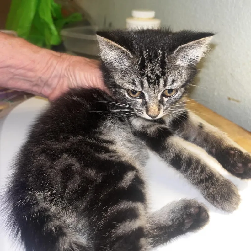 A baby small-sized female Tabby (Tiger Striped) Domestic Short Hair cat named Esme Rose for adoption in Martinsville, IN
