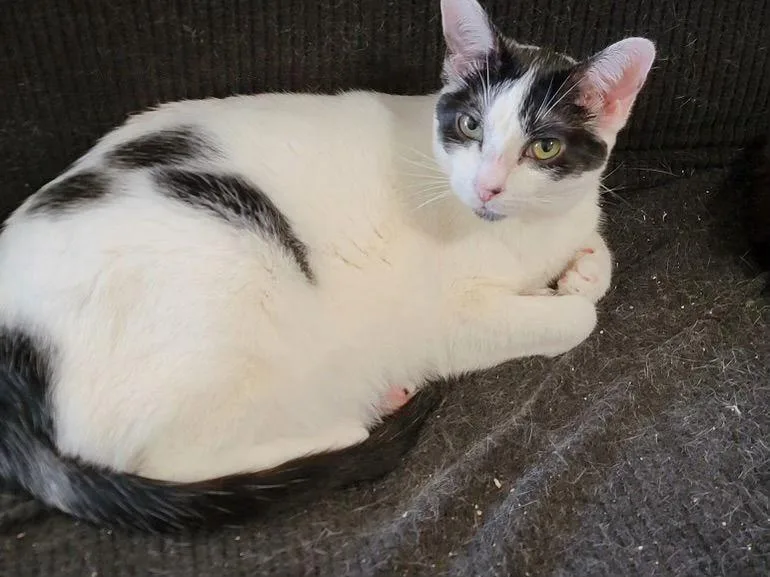 Myrtle Napa Hm thumbnail 3