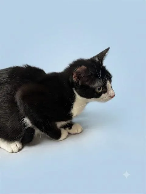A young medium-sized female Domestic Short Hair cat named Arie for adoption in Jacksonville, FL