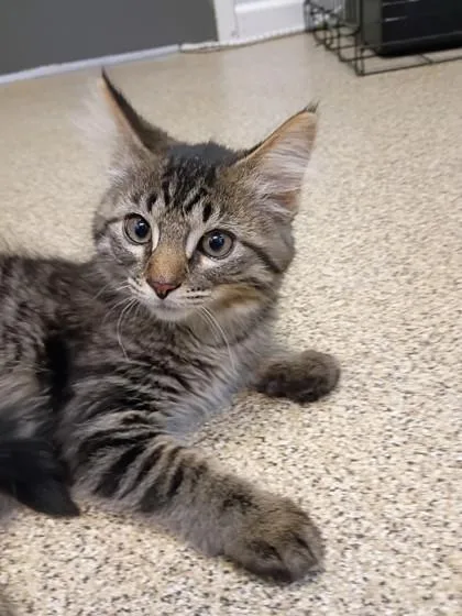 A baby small-sized male Brown / Chocolate Domestic Medium Hair cat named Henry for adoption in Harbor Springs, MI