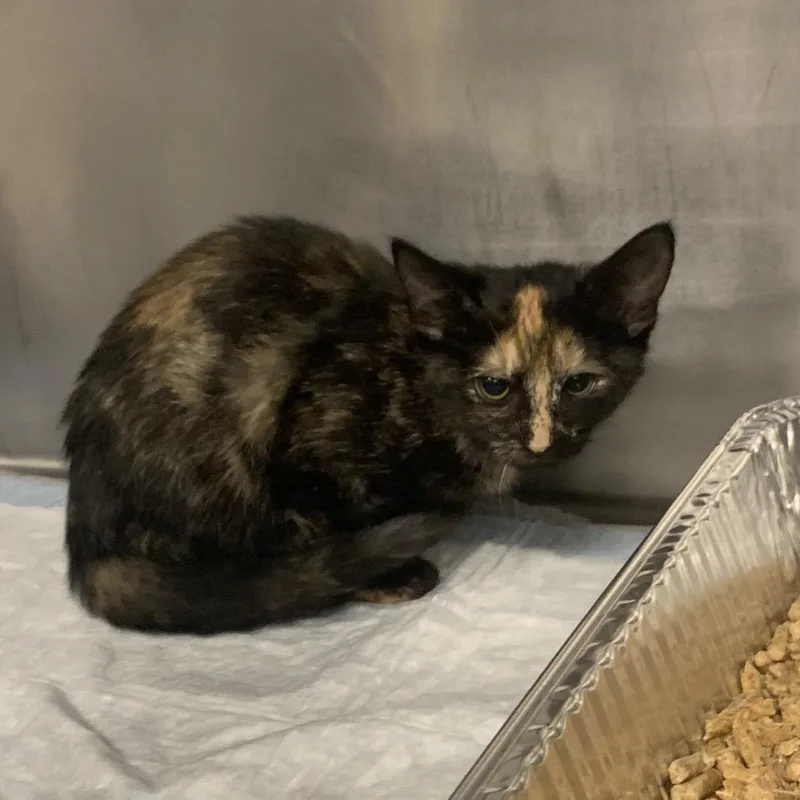 A baby small-sized female Tortoiseshell Domestic Short Hair cat named Raspberry for adoption in West Palm Beach, FL