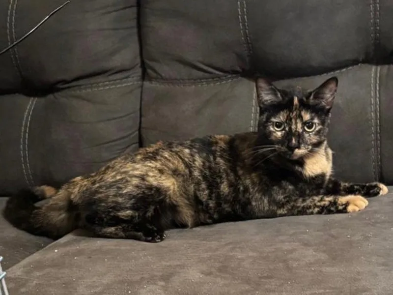 A young small-sized female Domestic Short Hair cat named Winry for adoption in Mission Viejo, CA