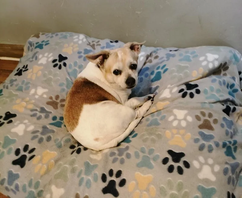 A senior small-sized male Chihuahua dog named Archie for adoption in Dalton, GA