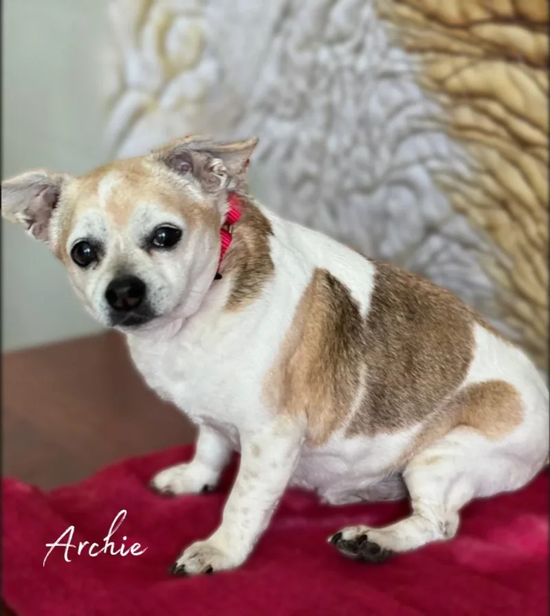 Archie thumbnail 2