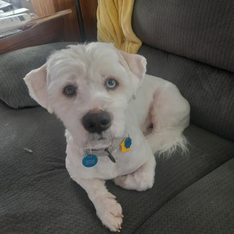 A young medium-sized male White / Cream Mixed Breed dog named Porter for adoption in Sioux Falls, SD