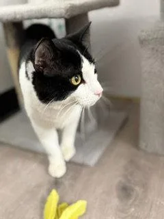 A young medium-sized male Black & White / Tuxedo Tuxedo cat named Tommy for adoption in Spring Lake, NJ