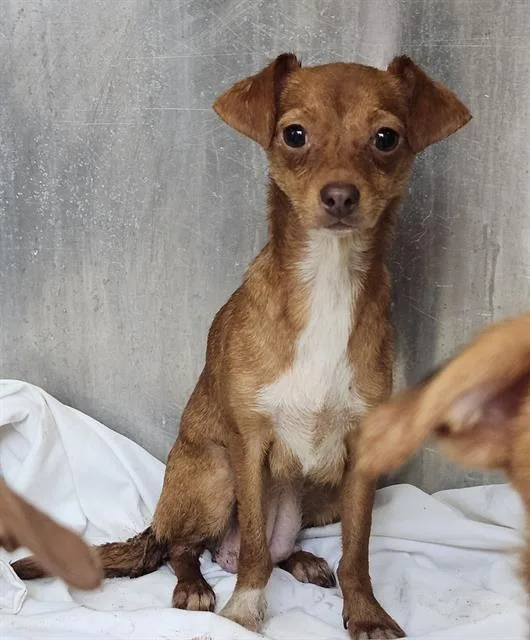 A young small-sized female Chihuahua dog named Alma for adoption in San Antonio, TX