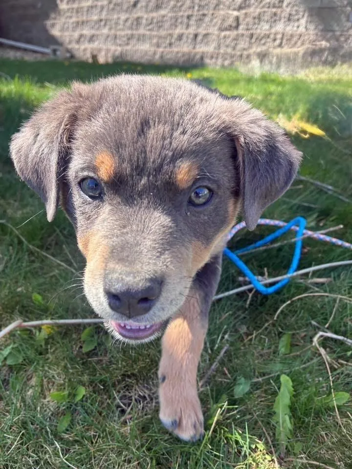 A baby small-sized male Tricolor (Brown, Black, & White) Australian Cattle Dog / Blue Heeler dog named Dorian for adoption in Colorado Springs, CO
