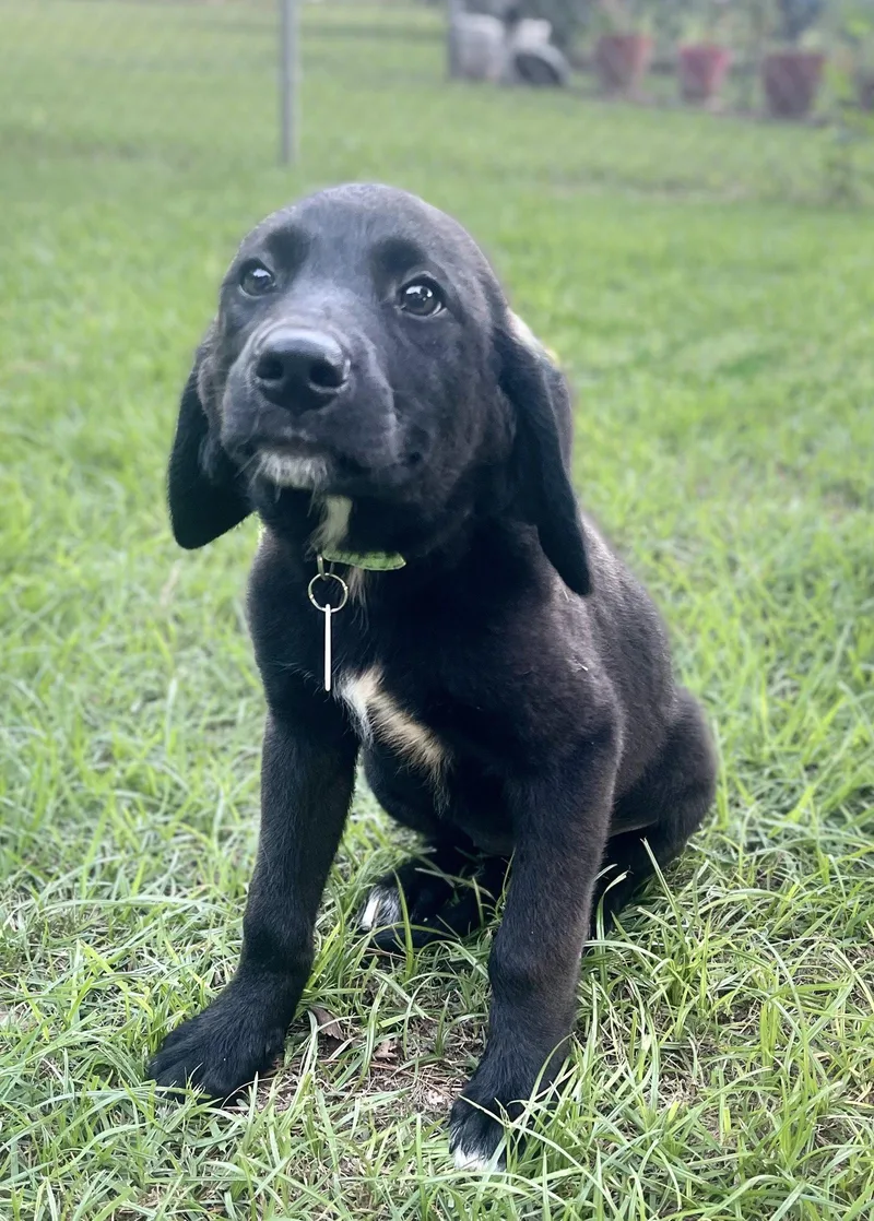A baby large-sized female Labrador Retriever dog named Fern Lonestar for adoption in Rockaway, NJ