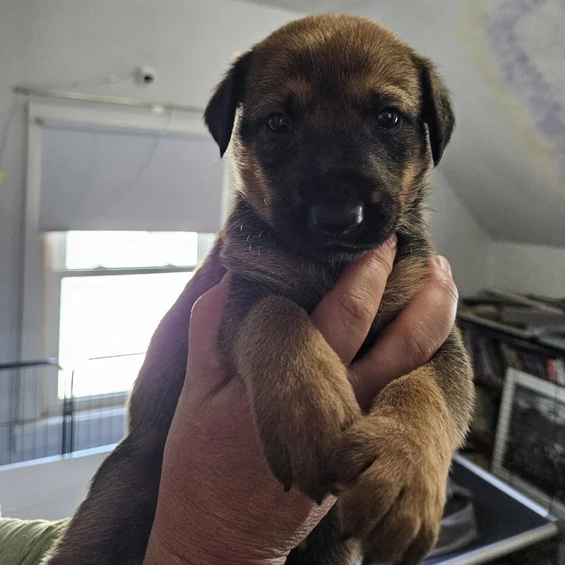 A baby medium-sized female Brown / Chocolate German Shepherd Dog named Sybil for adoption in Alma, WI