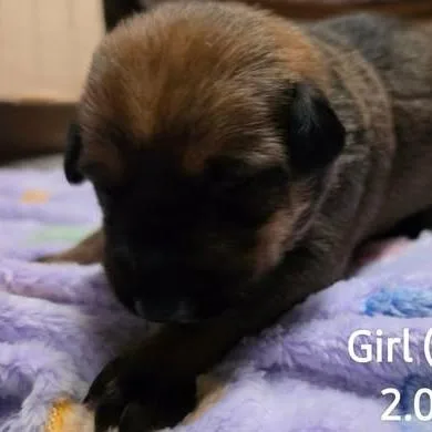 Sybil thumbnail 4